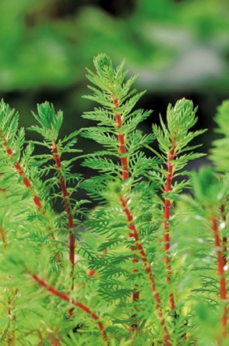 Myriophyllum brasiliensis